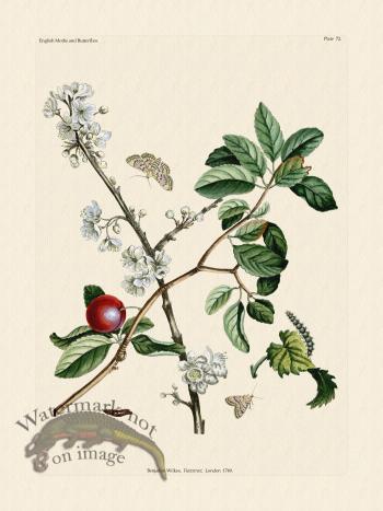 Wilkes Butterflies 072